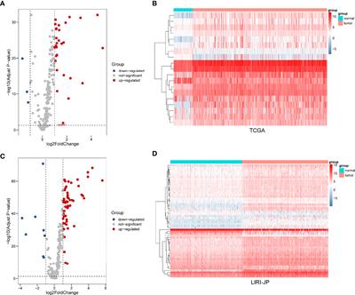 Autophagy-Related Signatures as Prognostic Indicators for Hepatocellular Carcinoma